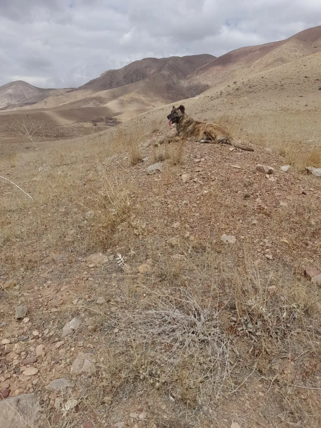 سگ ماده|سگ|صوفیان, |دیوار