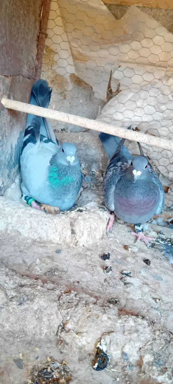 یک جفت نروماده|پرنده|هامون, |دیوار