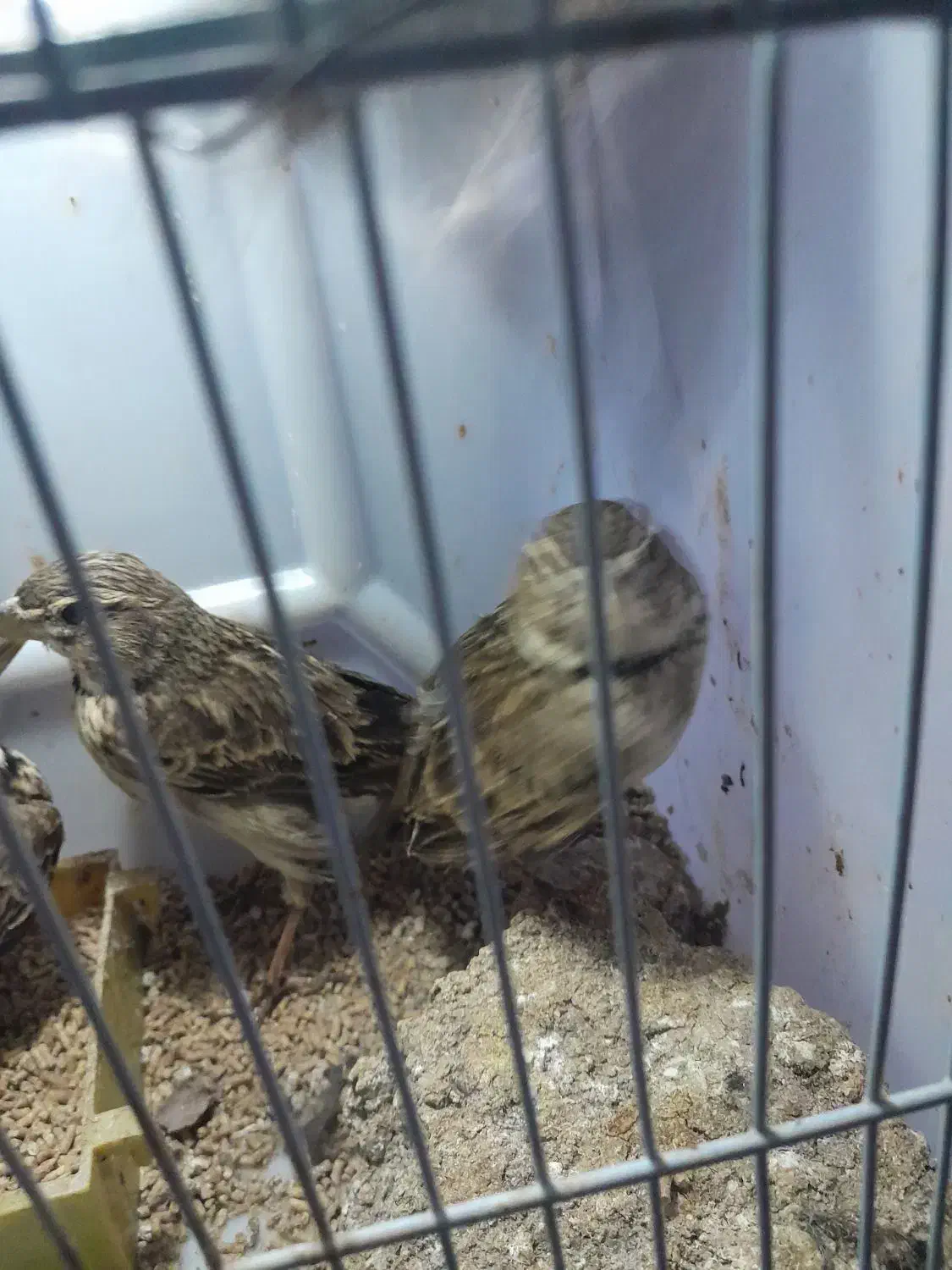 سهره خاکی|پرنده|رشت, کوی حسینی|دیوار