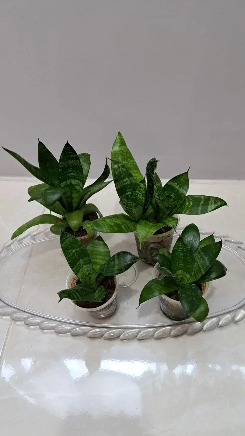 سانسوریا، گیاه آپارتمانی|گل و گیاه طبیعی|تبریز, |دیوار