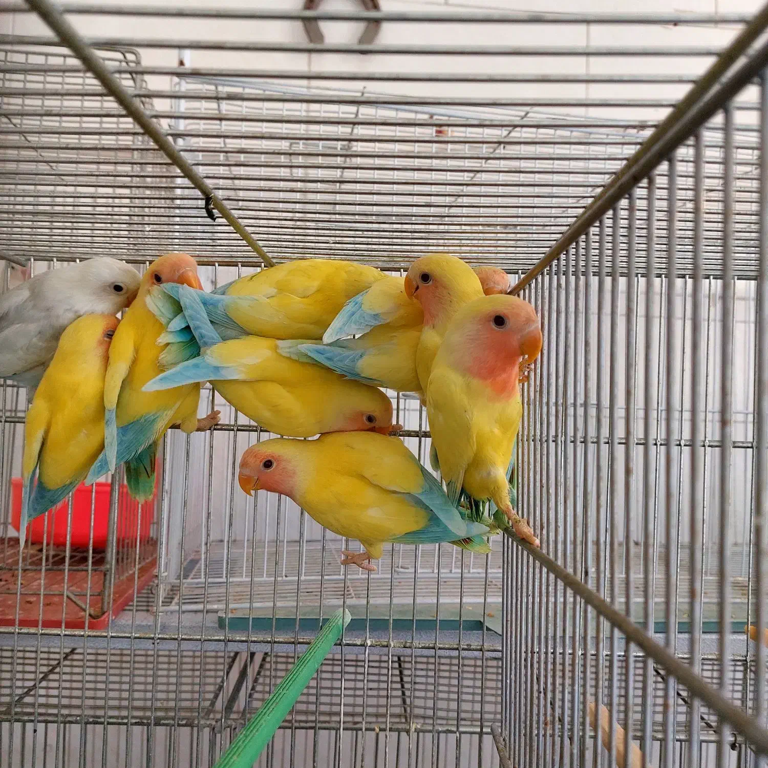 پاکوتاه نسل جدید خورشیدی دستی وسخنگوو...|پرنده|اصفهان, شیخ اشراق|دیوار