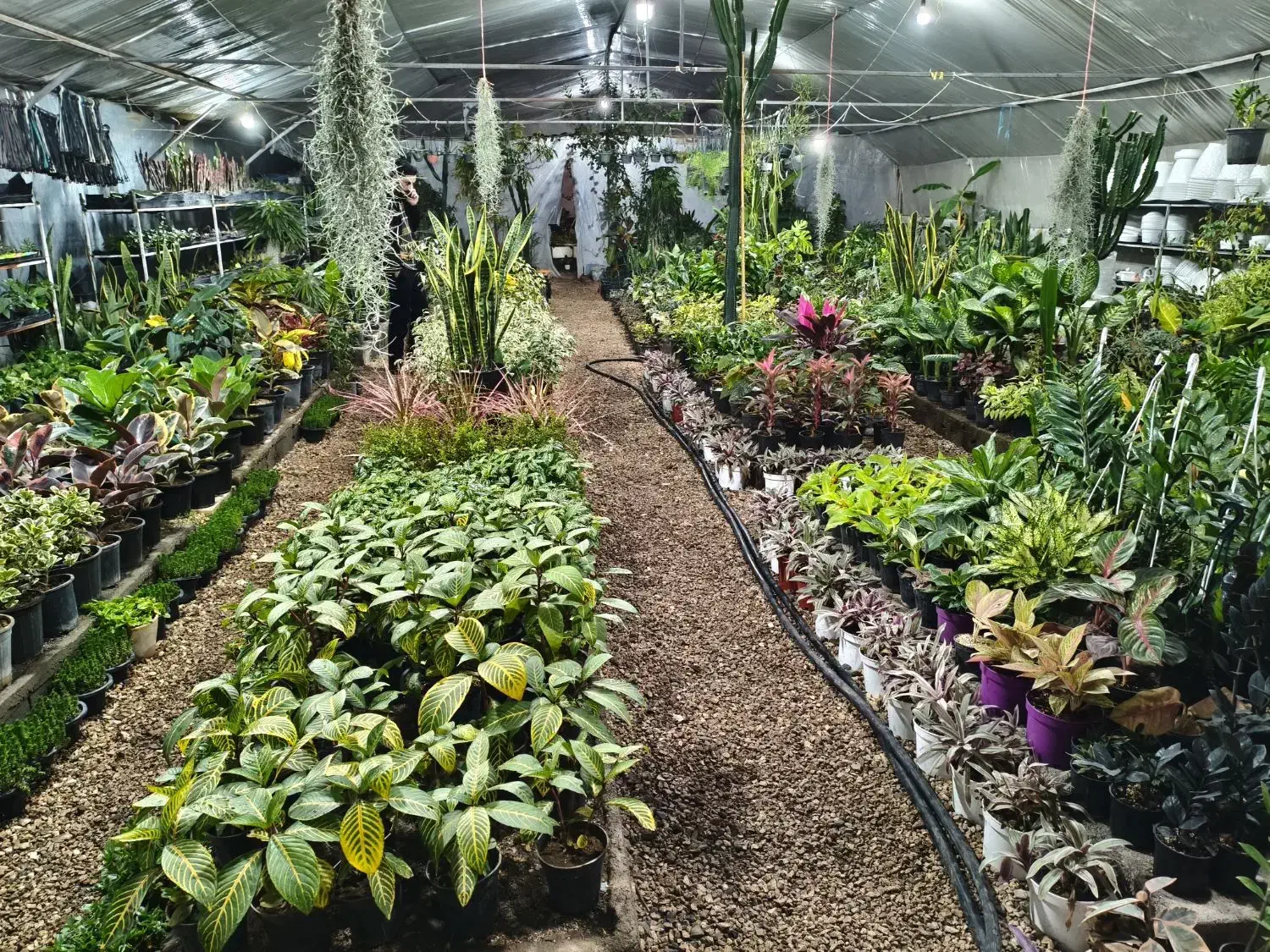 انواع گل برای هدیه روز مادر|گل و گیاه طبیعی|خمینی‌شهر, |دیوار