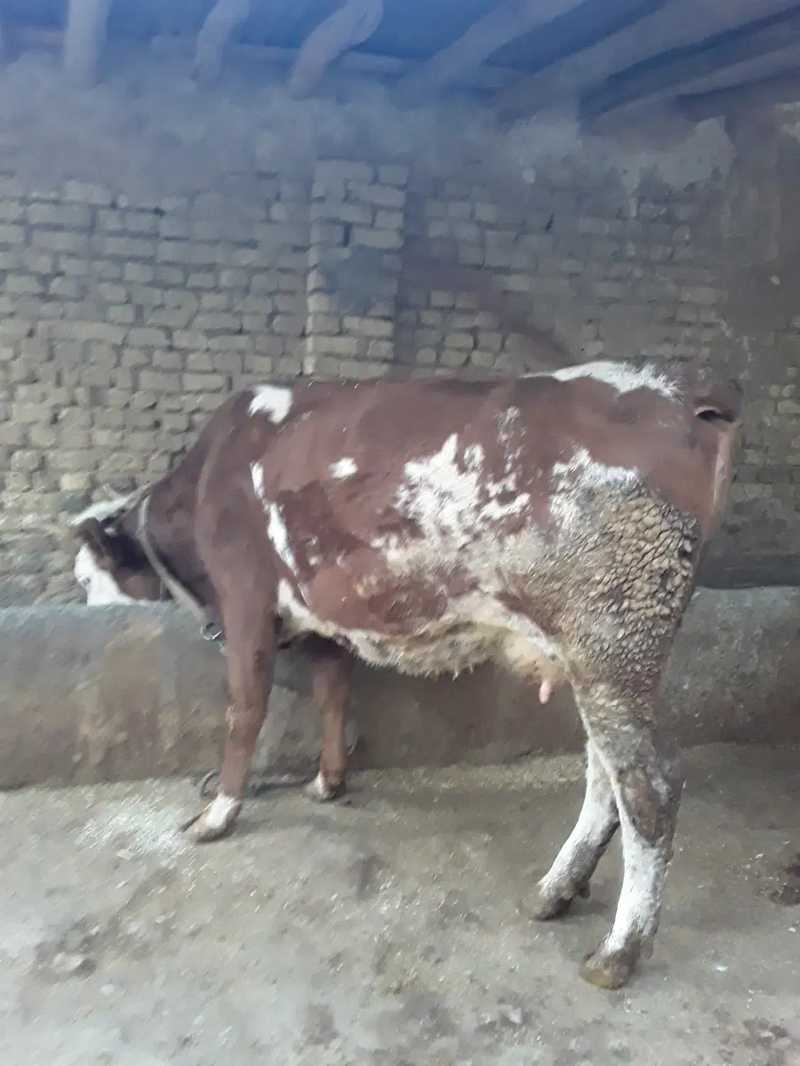 گاو سیمینتال همراه گوساله|حیوانات مزرعه|بروجرد, |دیوار