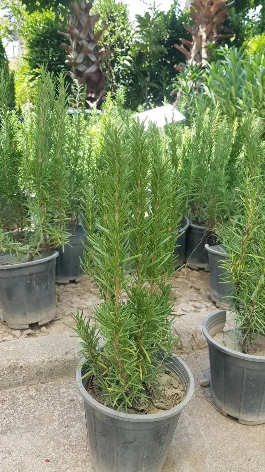 گیاه رزماری|گل و گیاه طبیعی|تهران, عباس‌آباد|دیوار