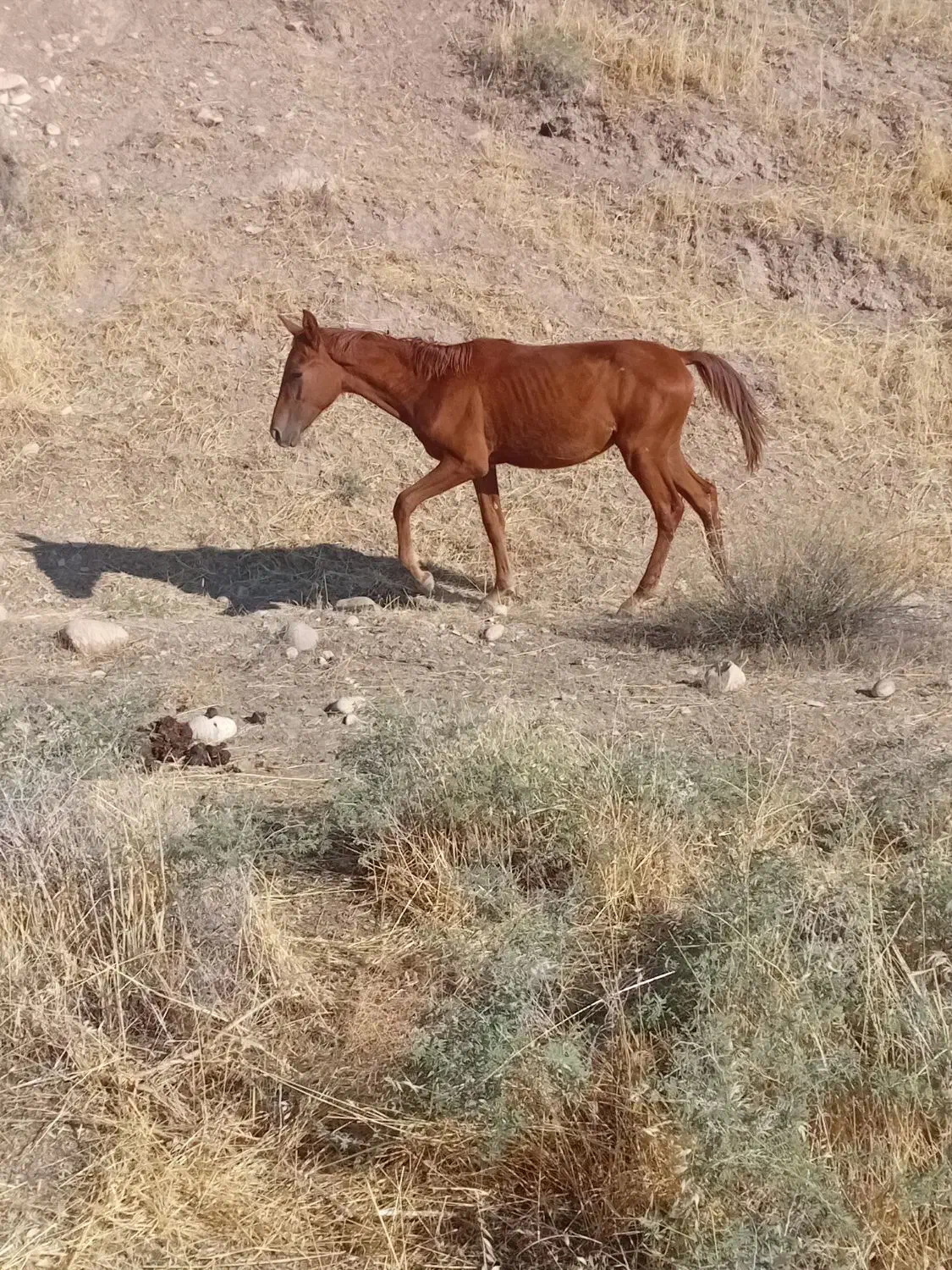 مادیان و کوره نر|حیوانات مزرعه|هلیلان, |دیوار