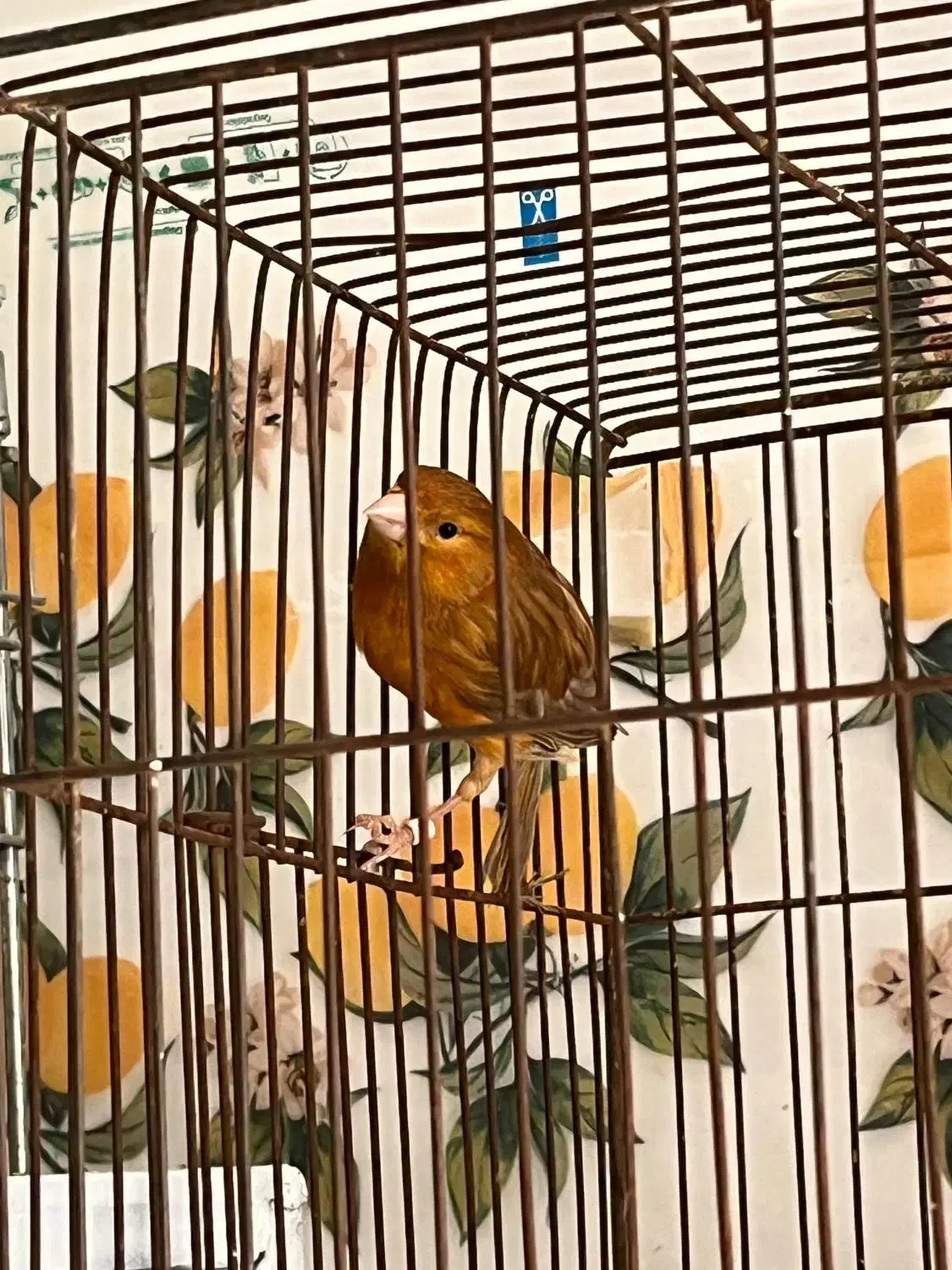 ماده قناری آماده راه براه|پرنده|مرودشت, مختارآباد|دیوار