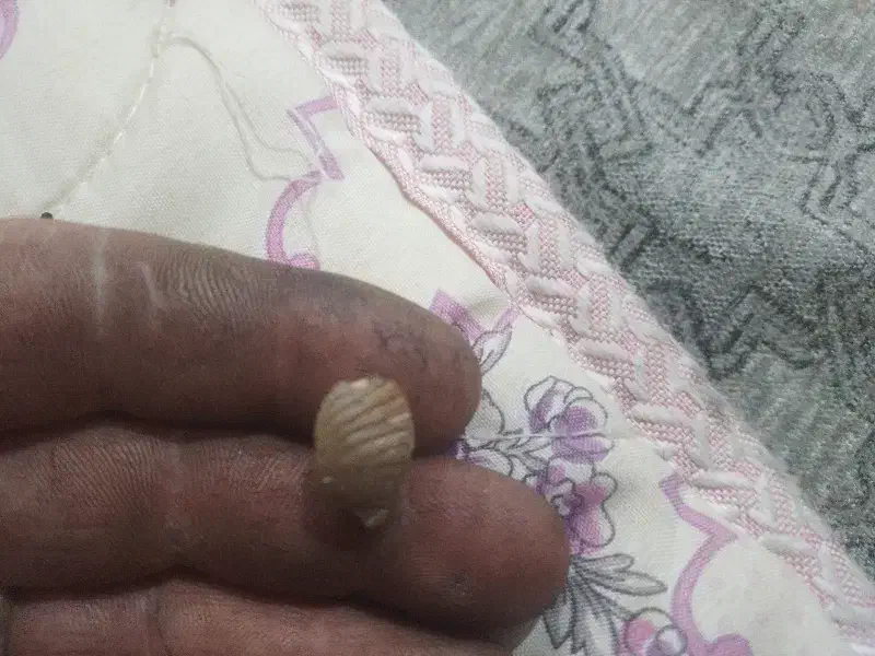 فسیل قدیمی|کلکسیون اشیاء عتیقه|مشهد, منزل آباد|دیوار