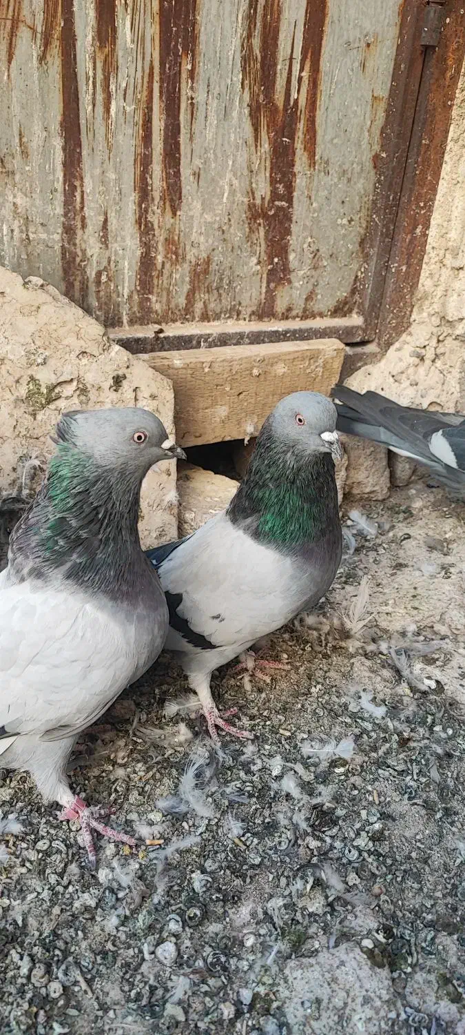 کبوتر سبز پرودولا نروماده|پرنده|بروجن, |دیوار