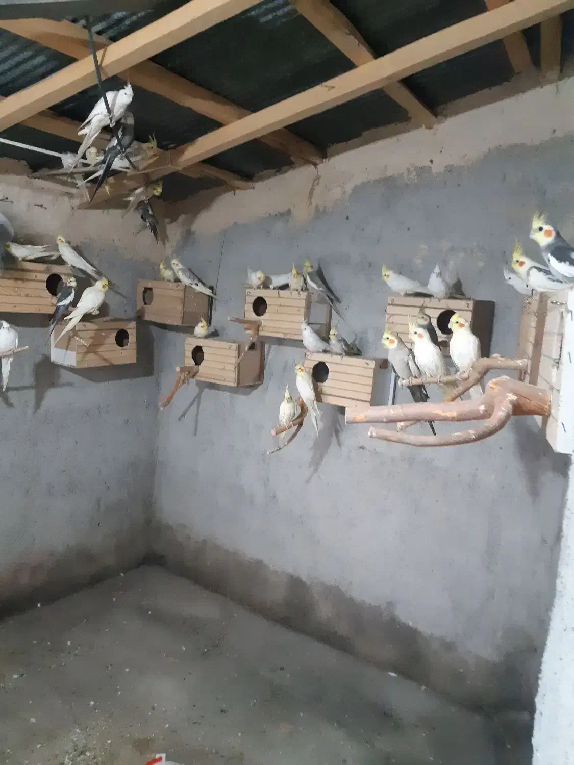 عروس هلندی|پرنده|قائم‌شهر, |دیوار