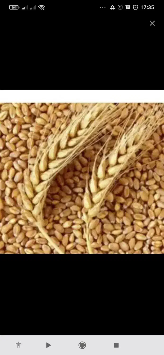 فروش جو|عمده‌فروشی|دهگلان, |دیوار