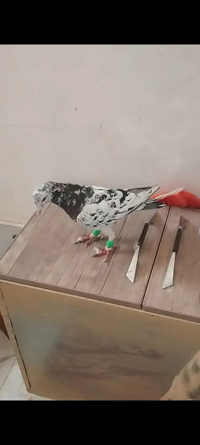 چهار تا پرشی|پرنده|سبزوار, قصبه شرقی|دیوار