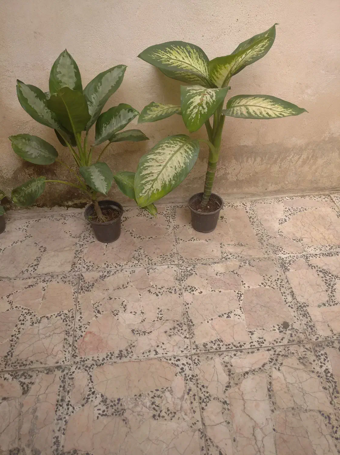 گل دیفن|گل و گیاه طبیعی|رشت, دیانتی|دیوار