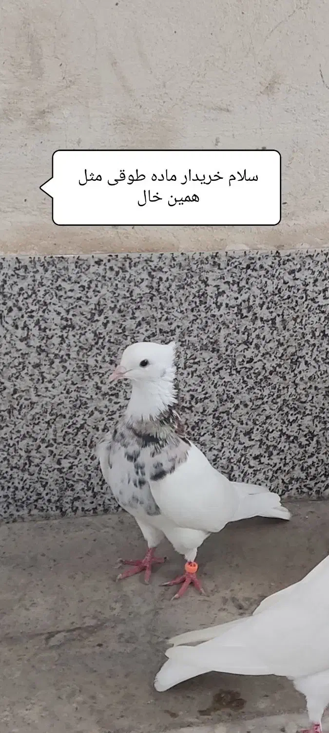 کبوتر طوقی سرور|پرنده|آستانه اشرفیه, |دیوار