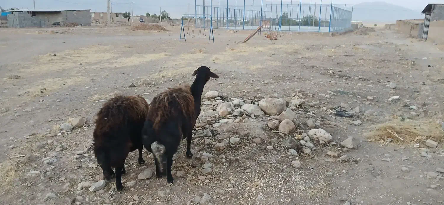 فروش دو راس میش قزل افشار|حیوانات مزرعه|سده (فارس), |دیوار