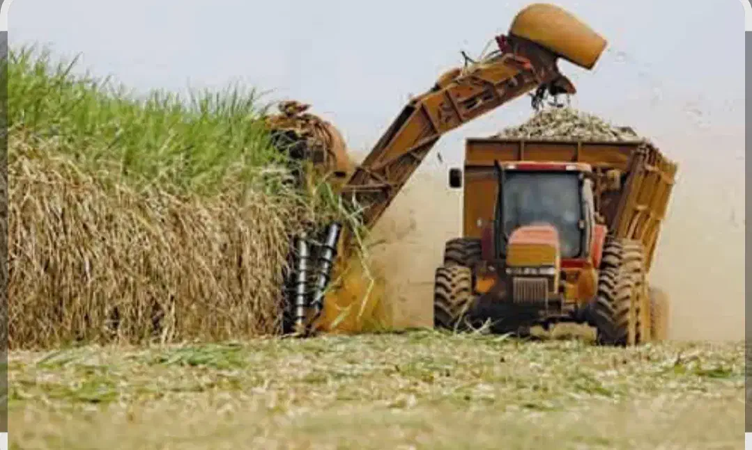 فروش نیشکر|حیوانات|قم, بلوار امین و ساحلی|دیوار