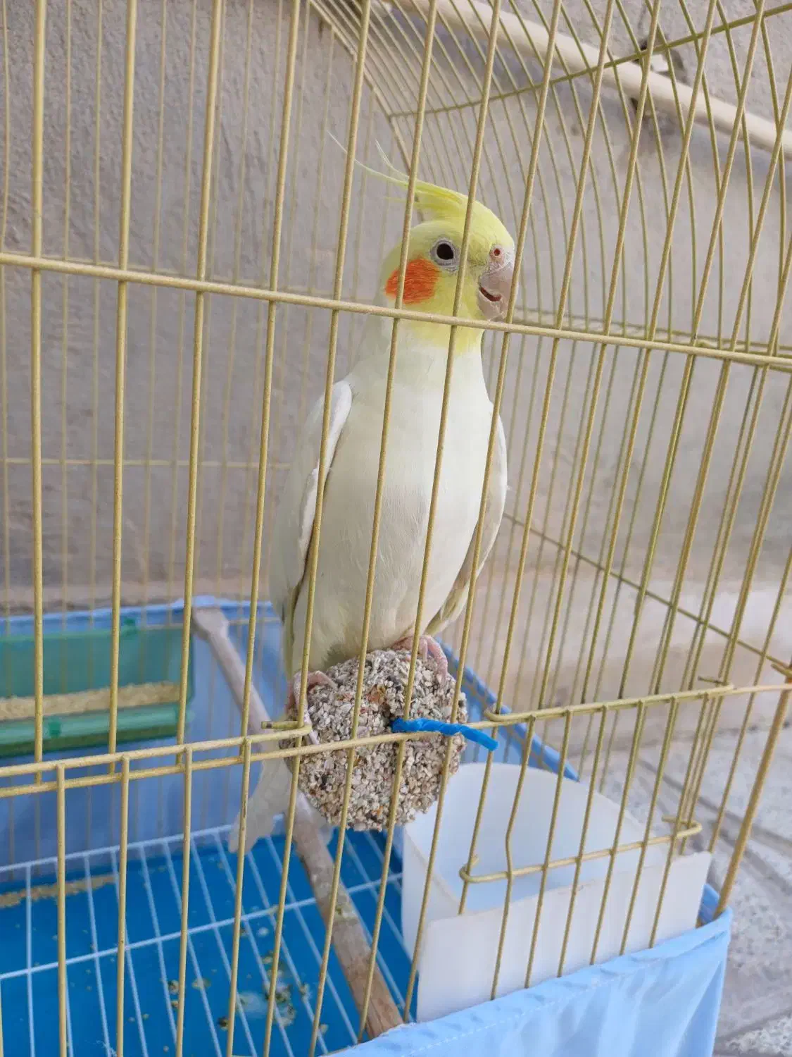 عروس هلندی|پرنده|سرپل ذهاب, |دیوار