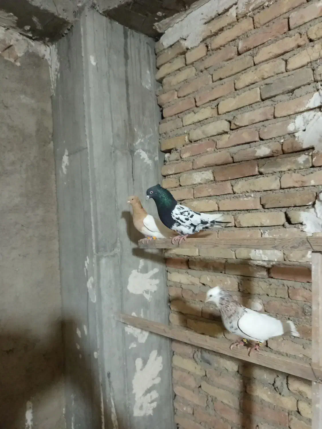 کفتر شهرستانی|پرنده|ری, شهید غیوری (ابن باویه)|دیوار