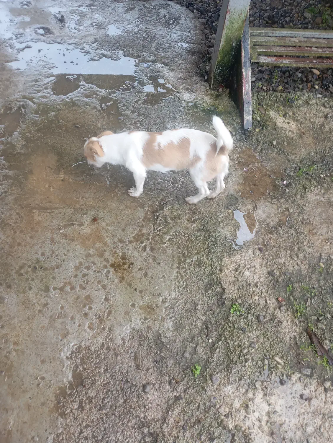 سگ پا کوتاه نر|سگ|لاهیجان, کوی زمانی|دیوار