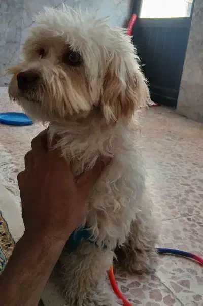 شیتزو|سگ|بجنورد, |دیوار