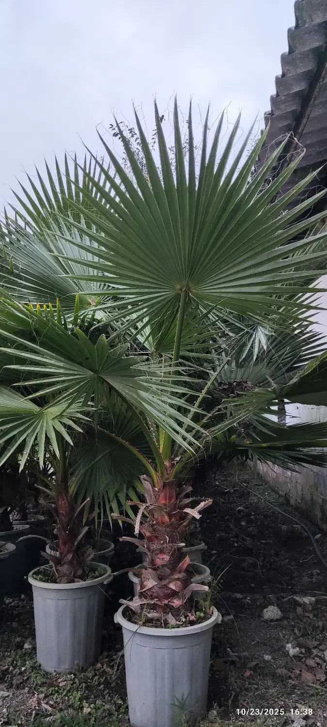 درخت پالم|گل و گیاه طبیعی|بندر انزلی, بشمن|دیوار