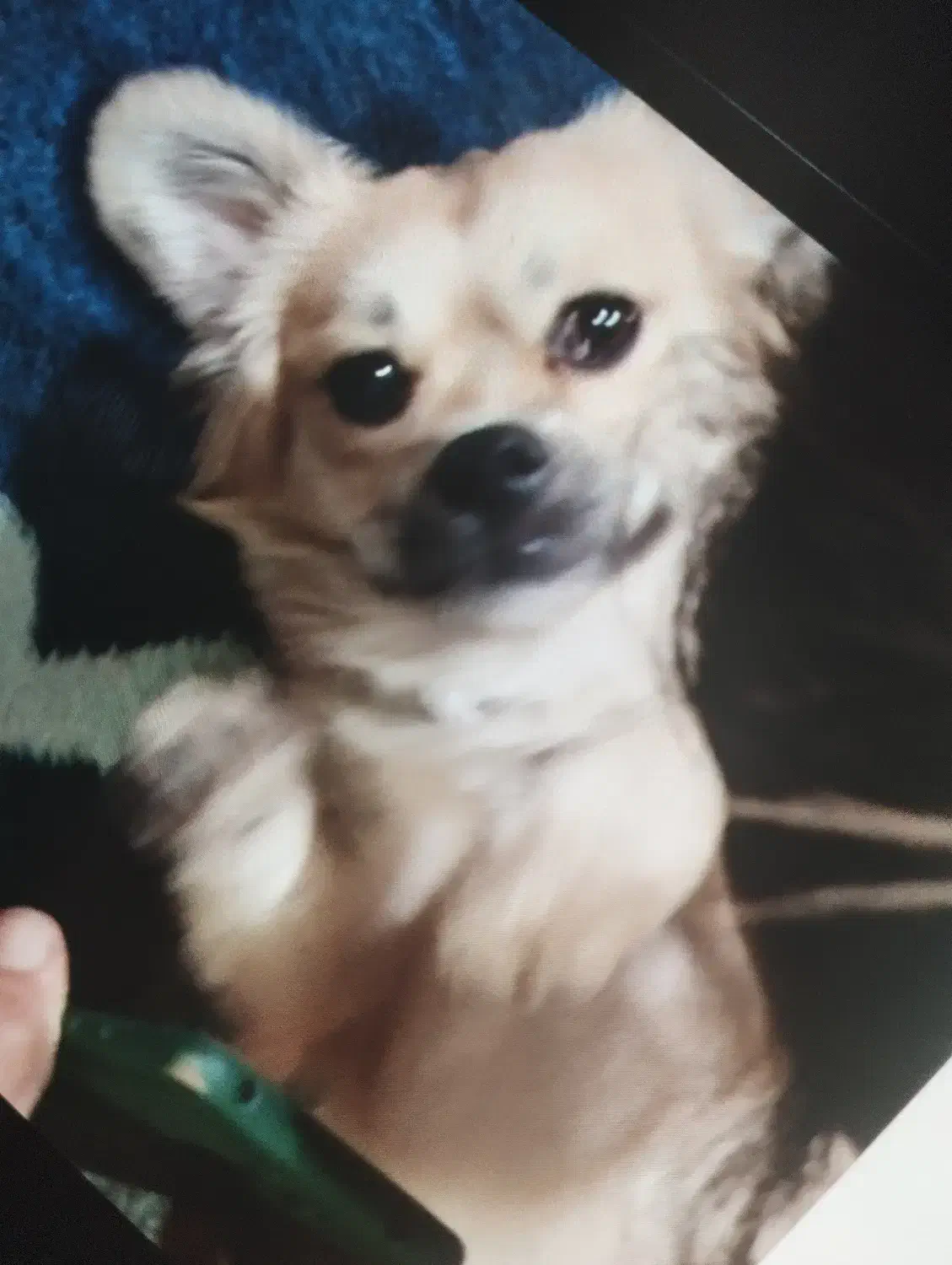 سگ گمشده|حیوانات|جهرم, |دیوار