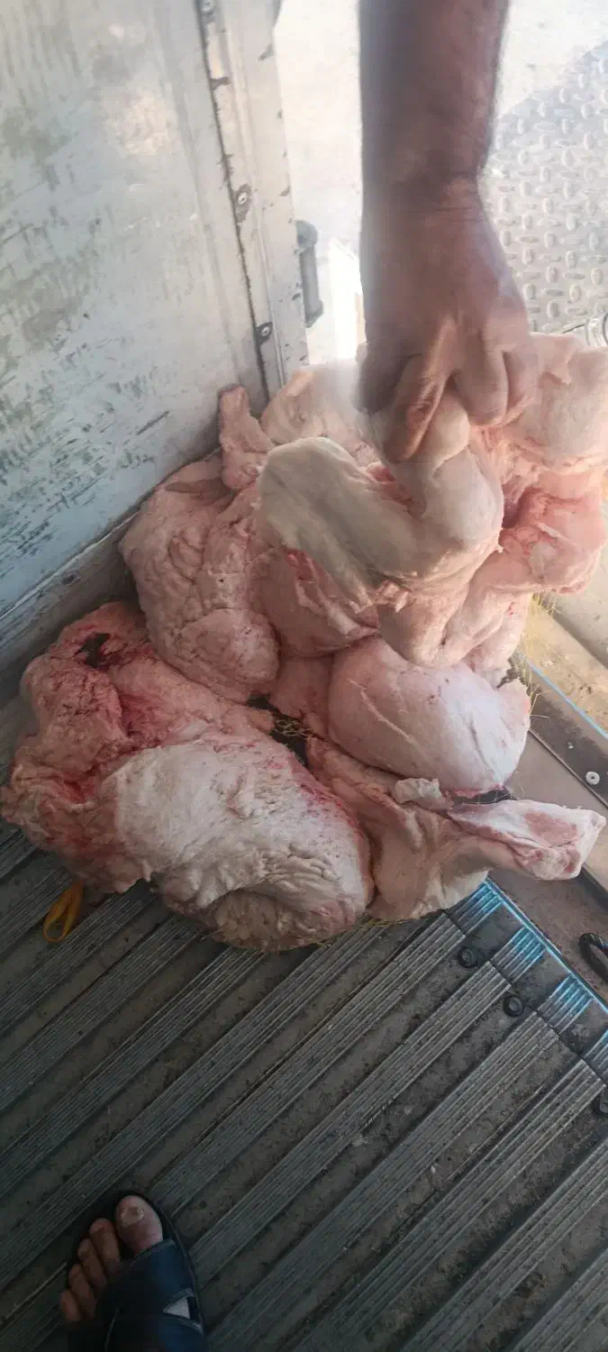 دنبه سفیدوتمیزمال میشه|خوردنی و آشامیدنی|تهران, سلسبیل شمالی|دیوار