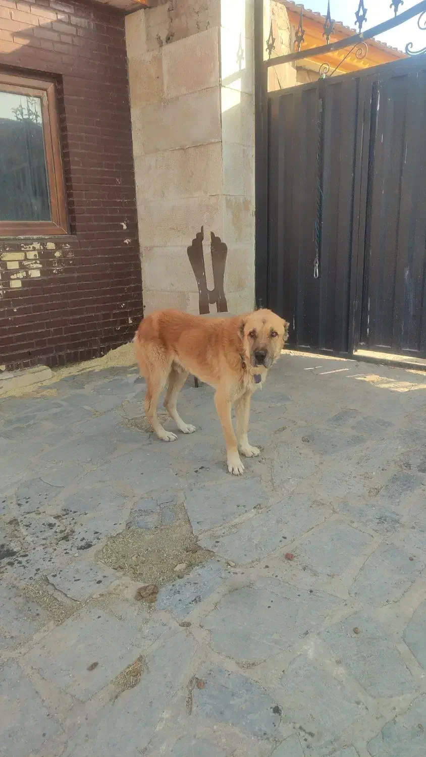 سگ نژاد سراب درشت 3ساله مناسب نگهبانی وگله|سگ|دماوند, دماوند|دیوار