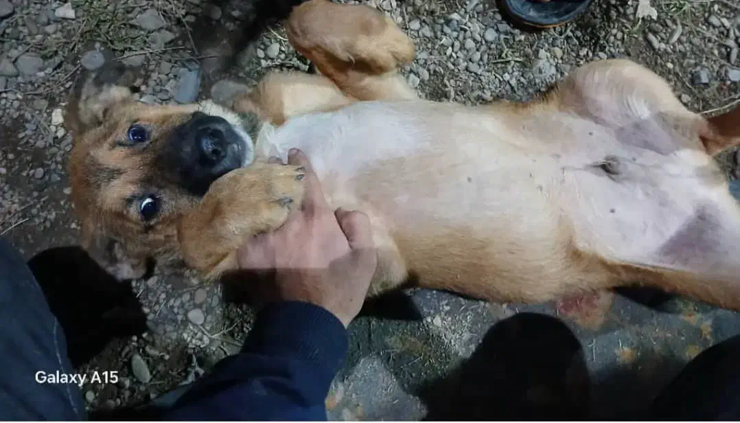 ۵ ماهه سگ نَر|سگ|رشت, حومه رشت|دیوار