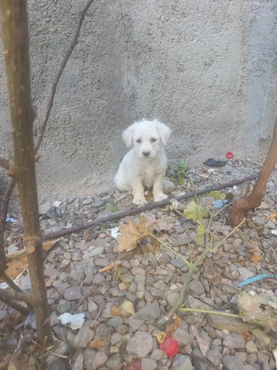 سگ پشمالو و گوش تیز|سگ|تربتحیدریه, بوستان باغ ملی|دیوار