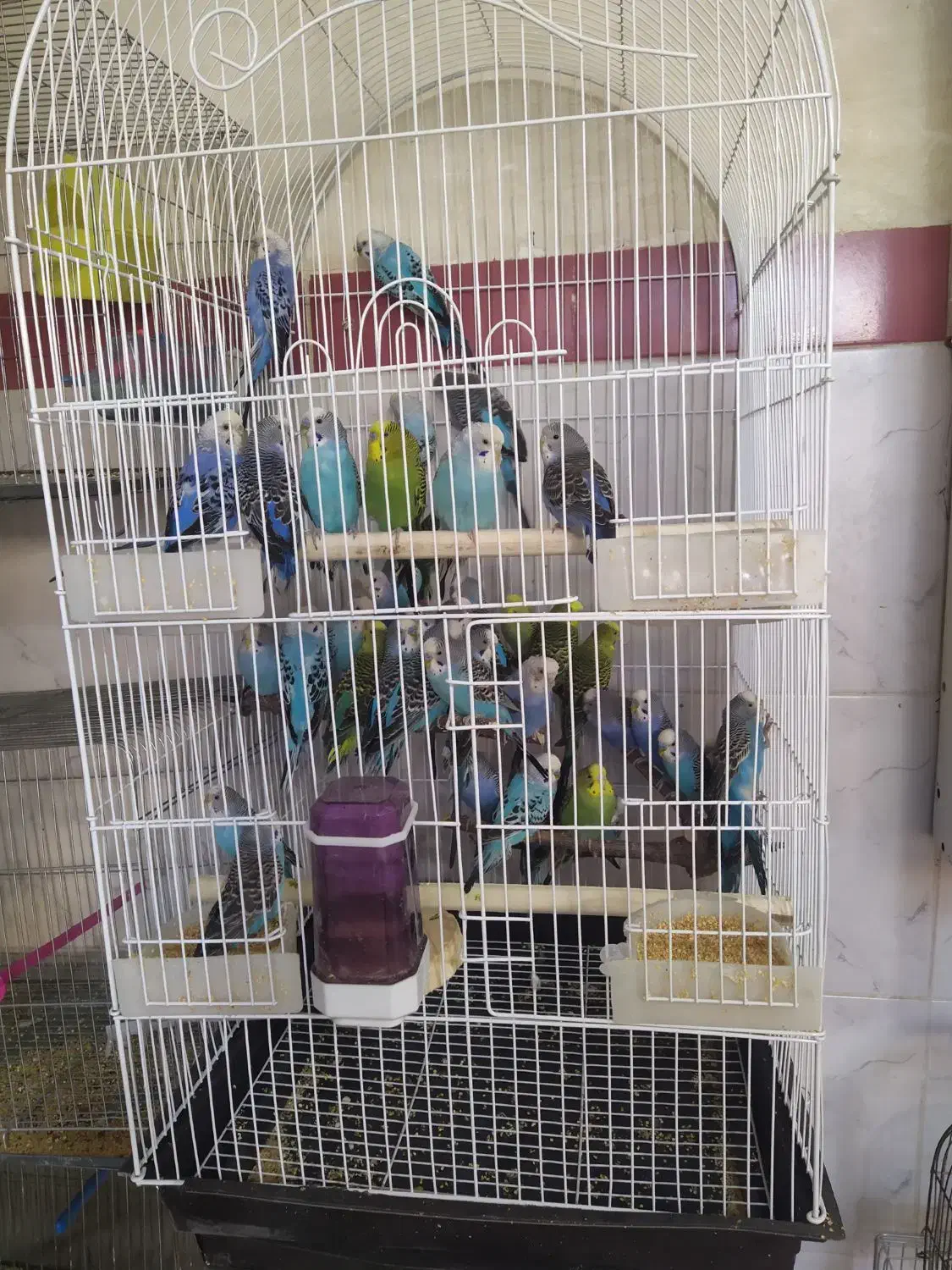 دهکده پرندگان|پرنده|سنقر, |دیوار