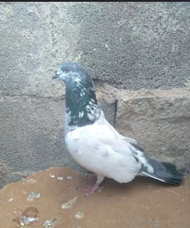 کبوتر باخت خریدارم|حیوانات|بندر ماهشهر, |دیوار