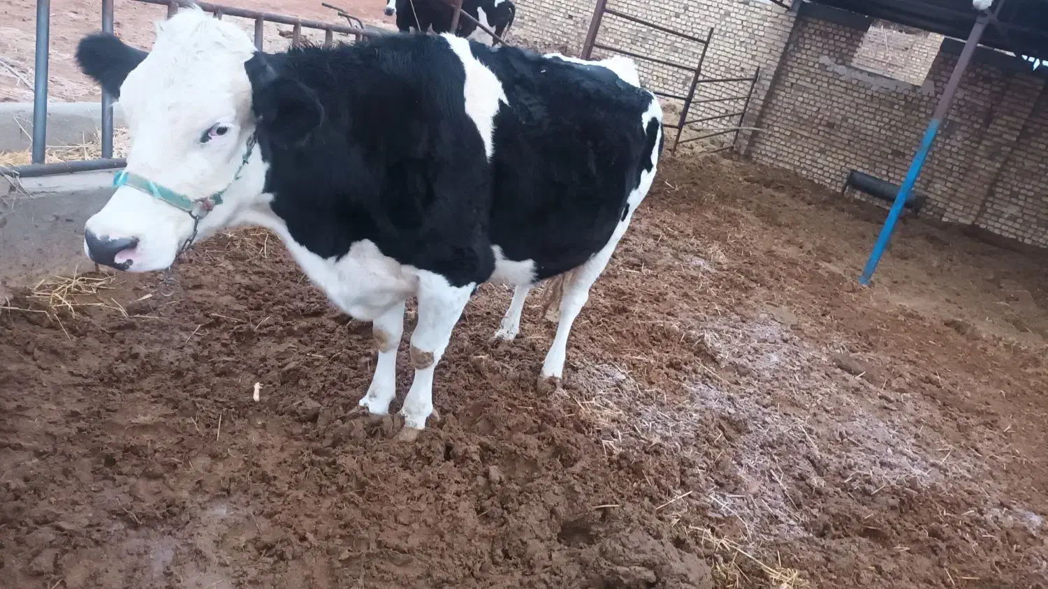 گاو سیمنتال دومنظوره درجه یک|حیوانات مزرعه|بجنورد, |دیوار