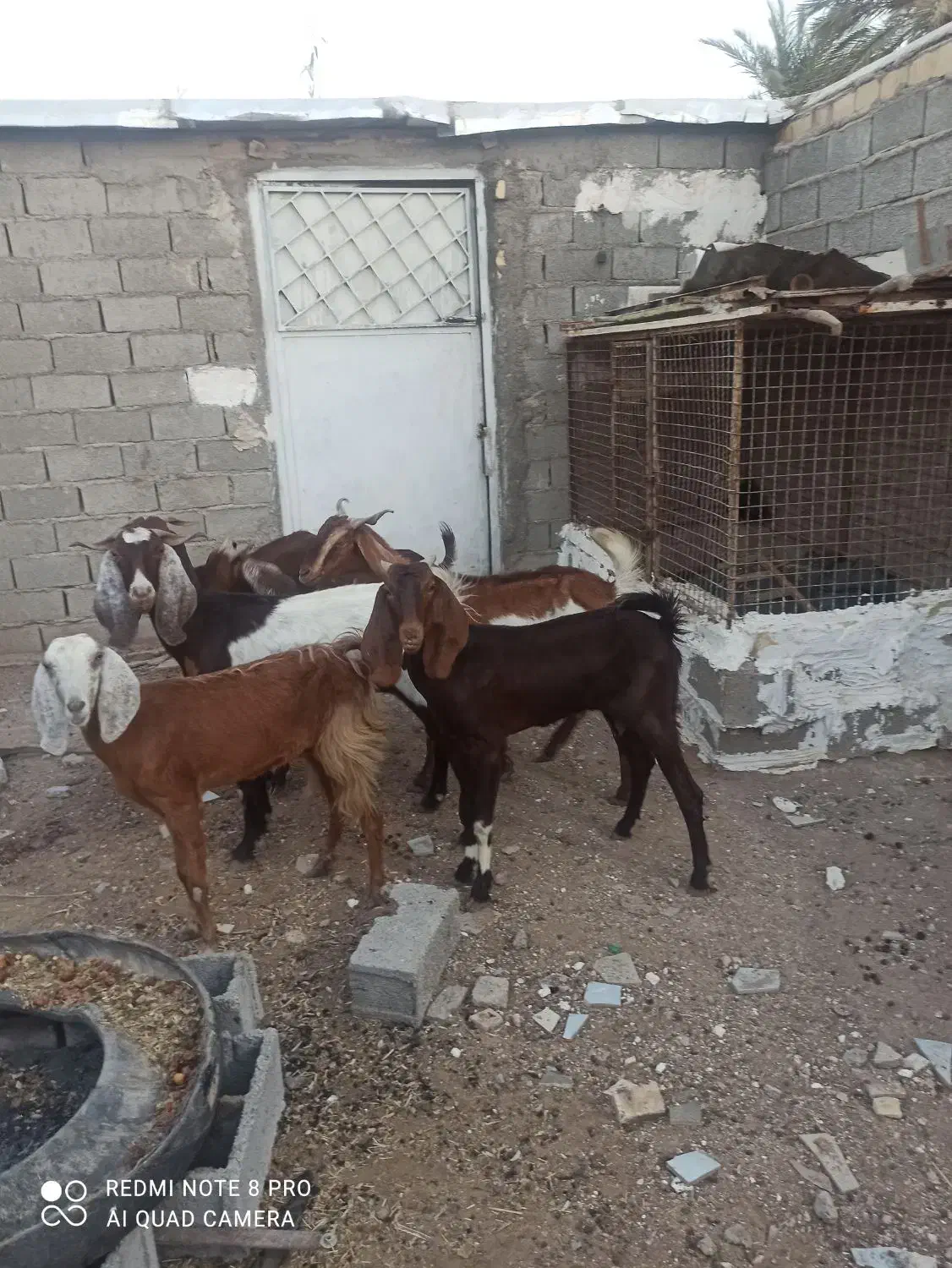 بز باردار|حیوانات مزرعه|خرمشهر, |دیوار