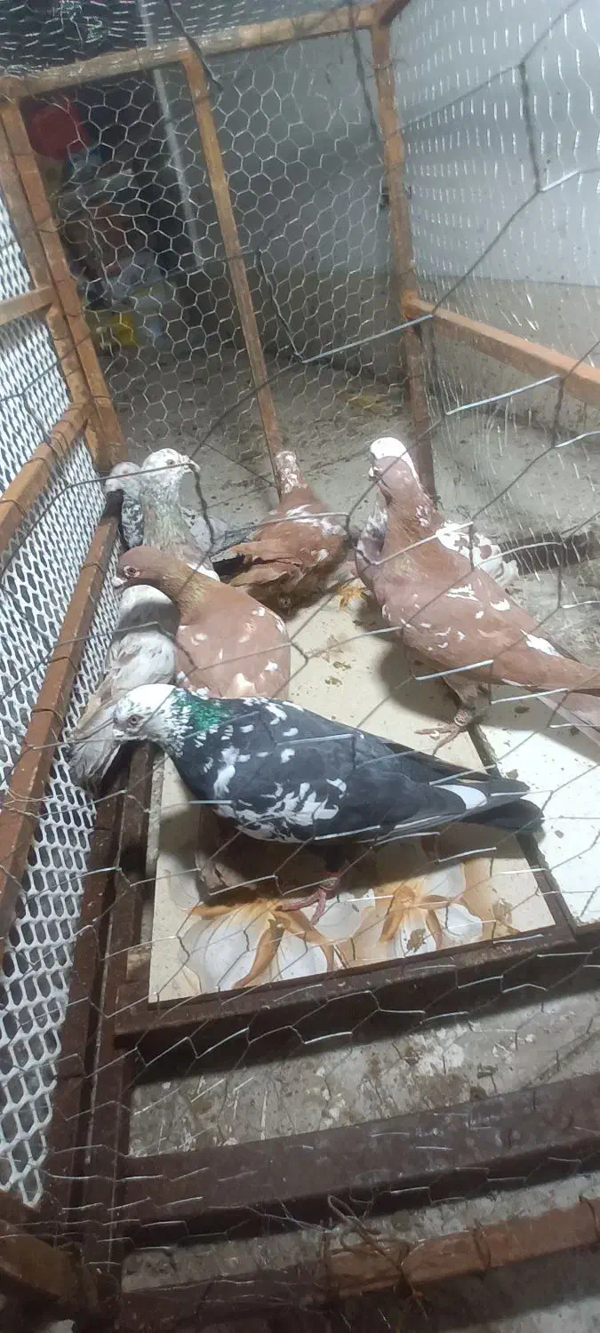 کفترپلاکی|پرنده|شیراز, حومه شیراز|دیوار