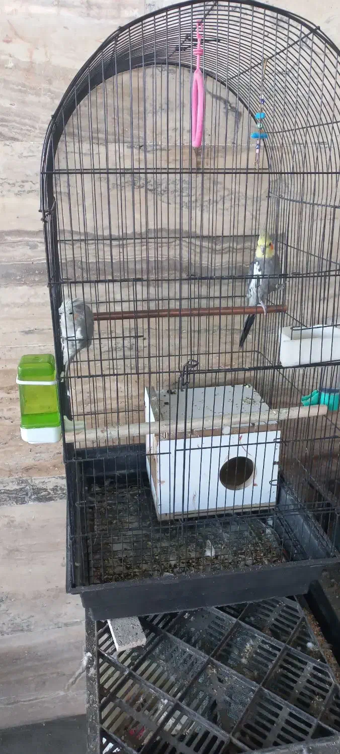 عروس هلندی با قفس|پرنده|محلات, |دیوار