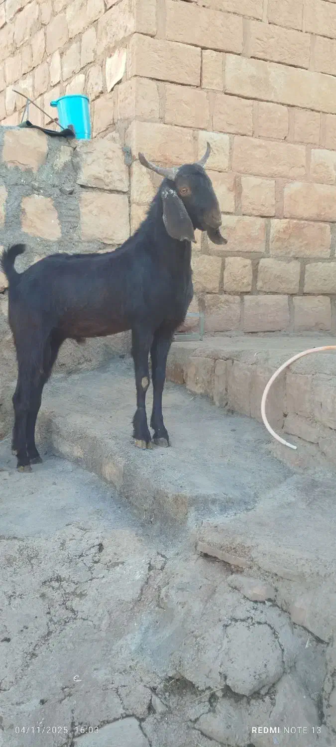 ساورین 1سال|حیوانات مزرعه|کوهدشت, |دیوار