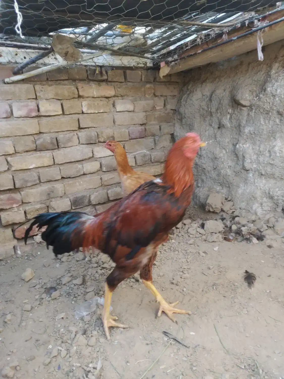 خروس لاری اصل با مرغ|حیوانات مزرعه|سبزوار, باهنر|دیوار