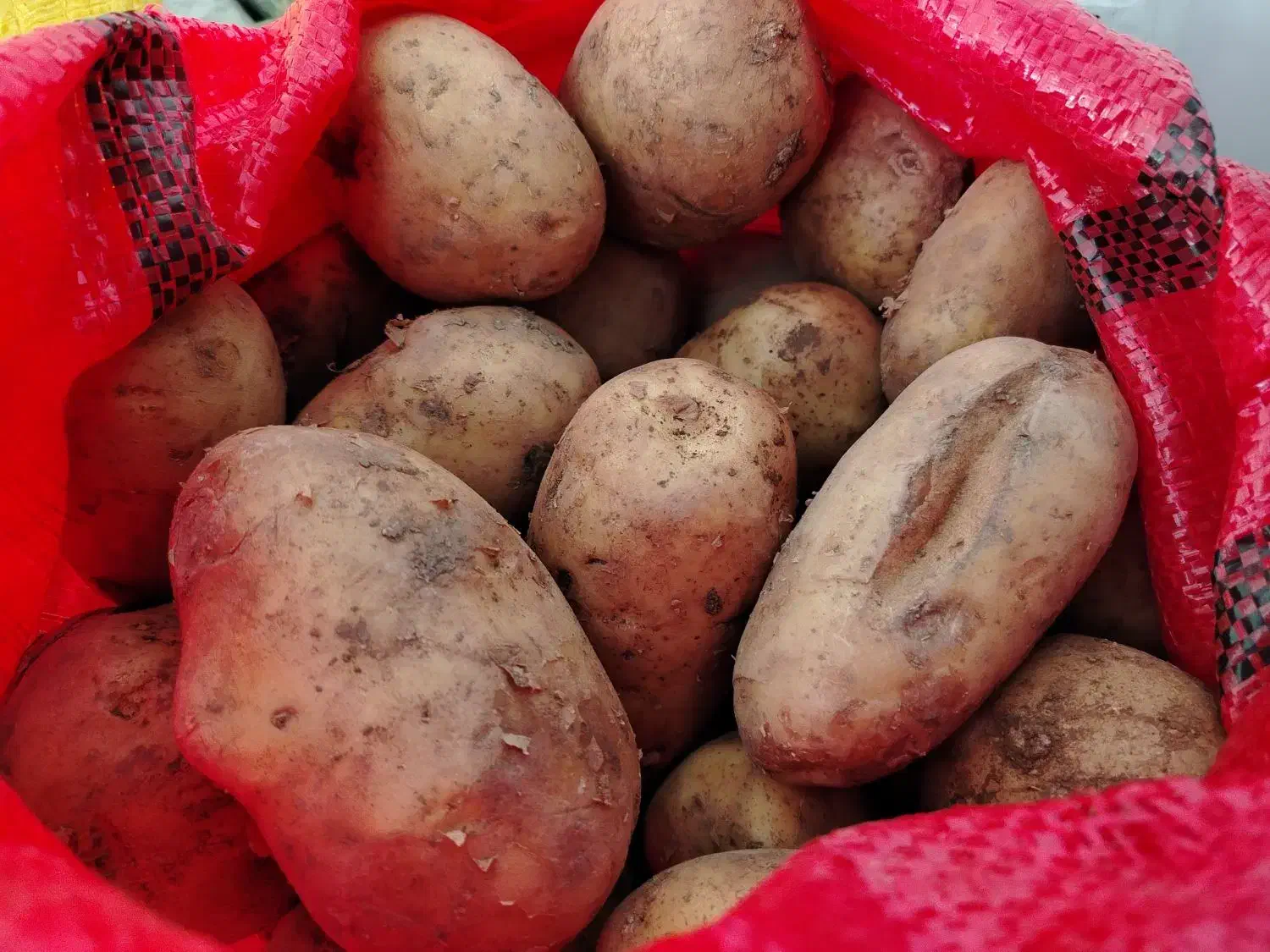 سیب زمینی|خوردنی و آشامیدنی|مشهد, نظام دوست|دیوار