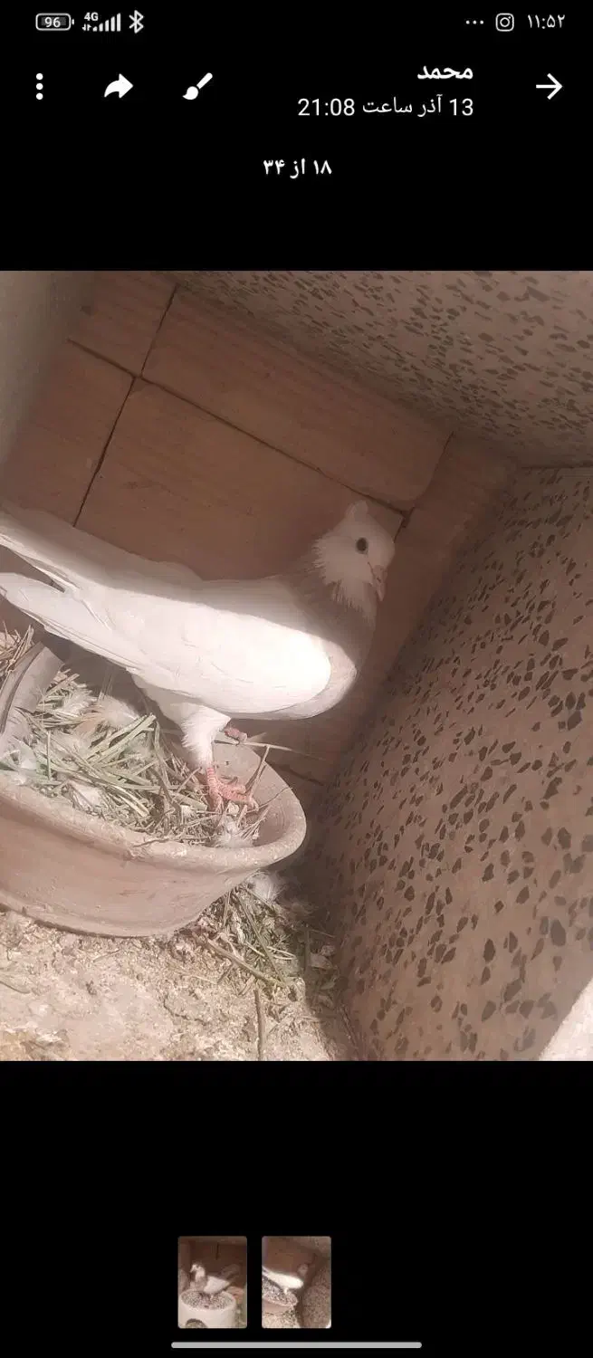 کبوتر طوق|پرنده|جوانرود, |دیوار