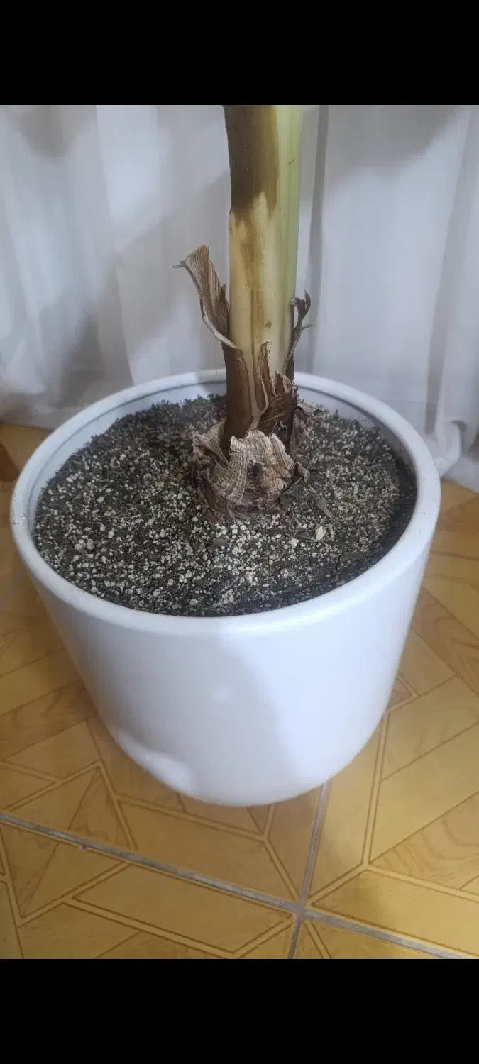 گلدان بزرگ سرامیکی|گل و گیاه طبیعی|مشهد, چهارچشمه|دیوار