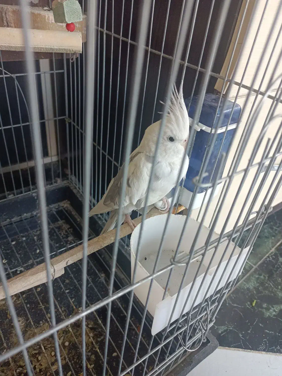 پرنده عروس هلندی|پرنده|الوند, |دیوار