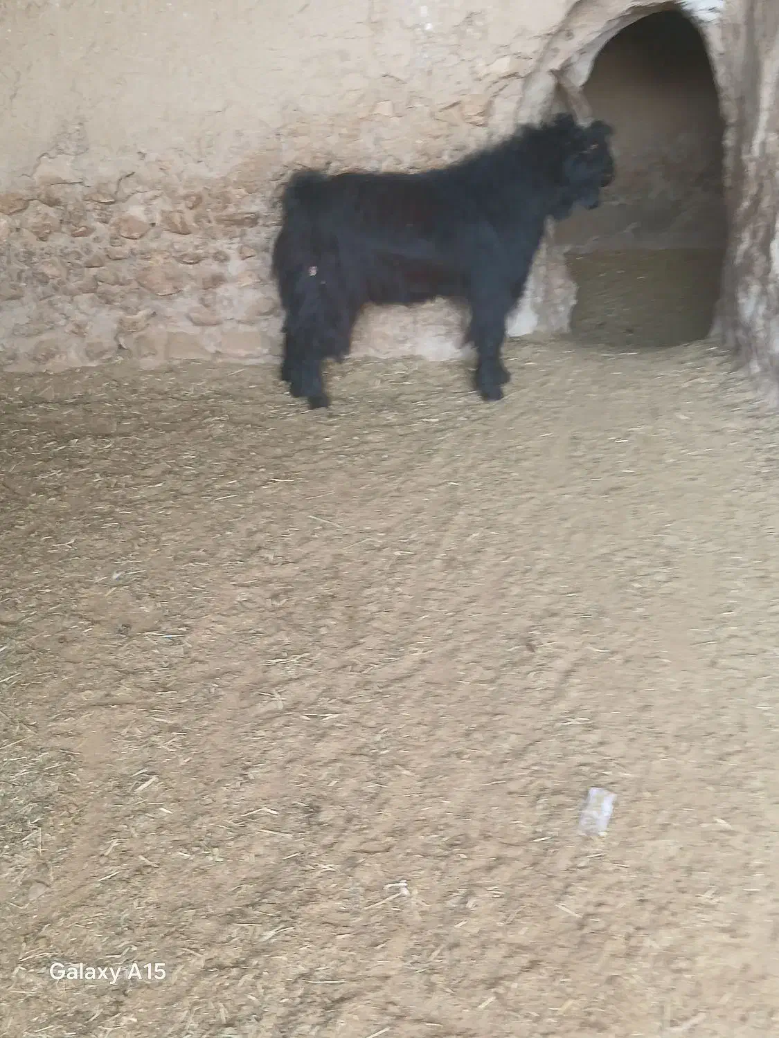 یه راس بزغاله ترکی|حیوانات مزرعه|فامنین, |دیوار