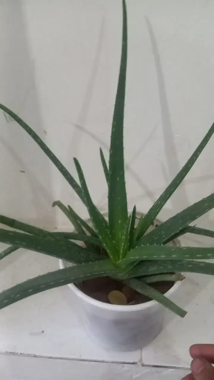 آلوئه ورا|گل و گیاه طبیعی|لاران, |دیوار