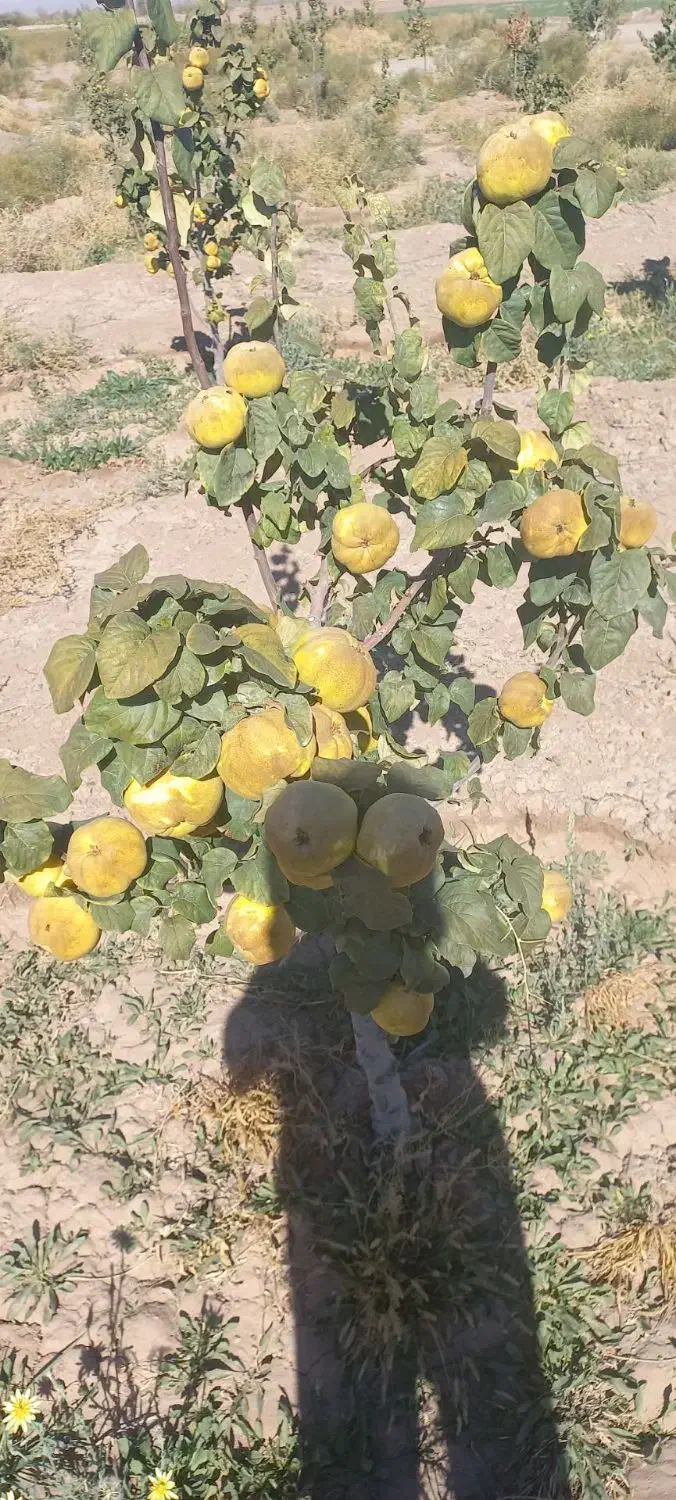 فروش یا معاوضه ملک کشاورزی|فروش زمین و ملک کلنگی|نگار, |دیوار