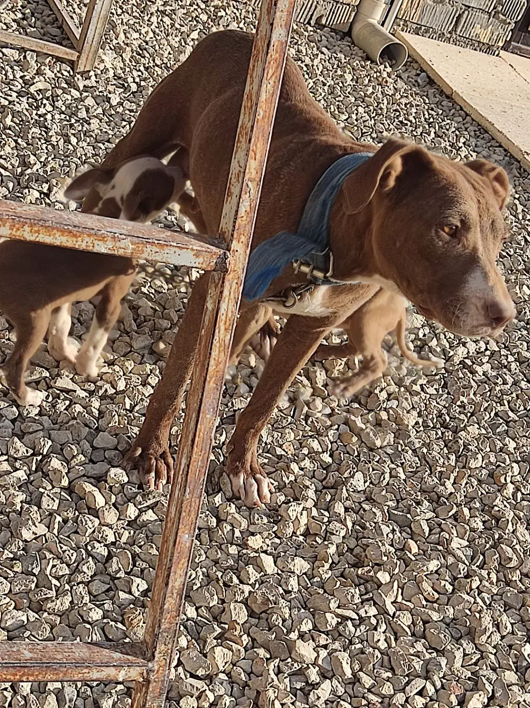 پیتبول ماده جوان خوشکل و خون خالص|سگ|شیراز, درکی|دیوار