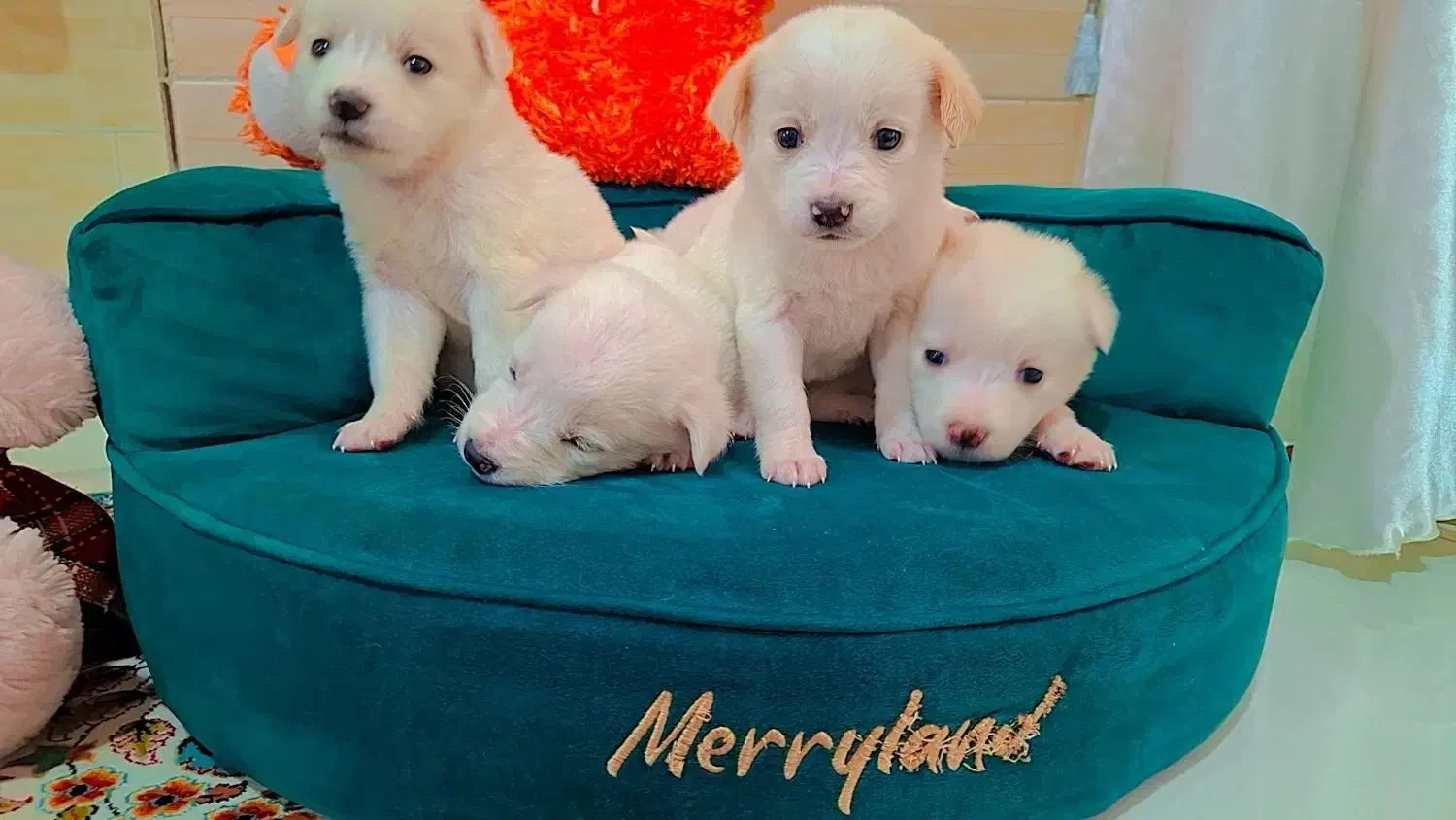 پامر اشپیز عروسکی|سگ|رشت, دیانتی|دیوار