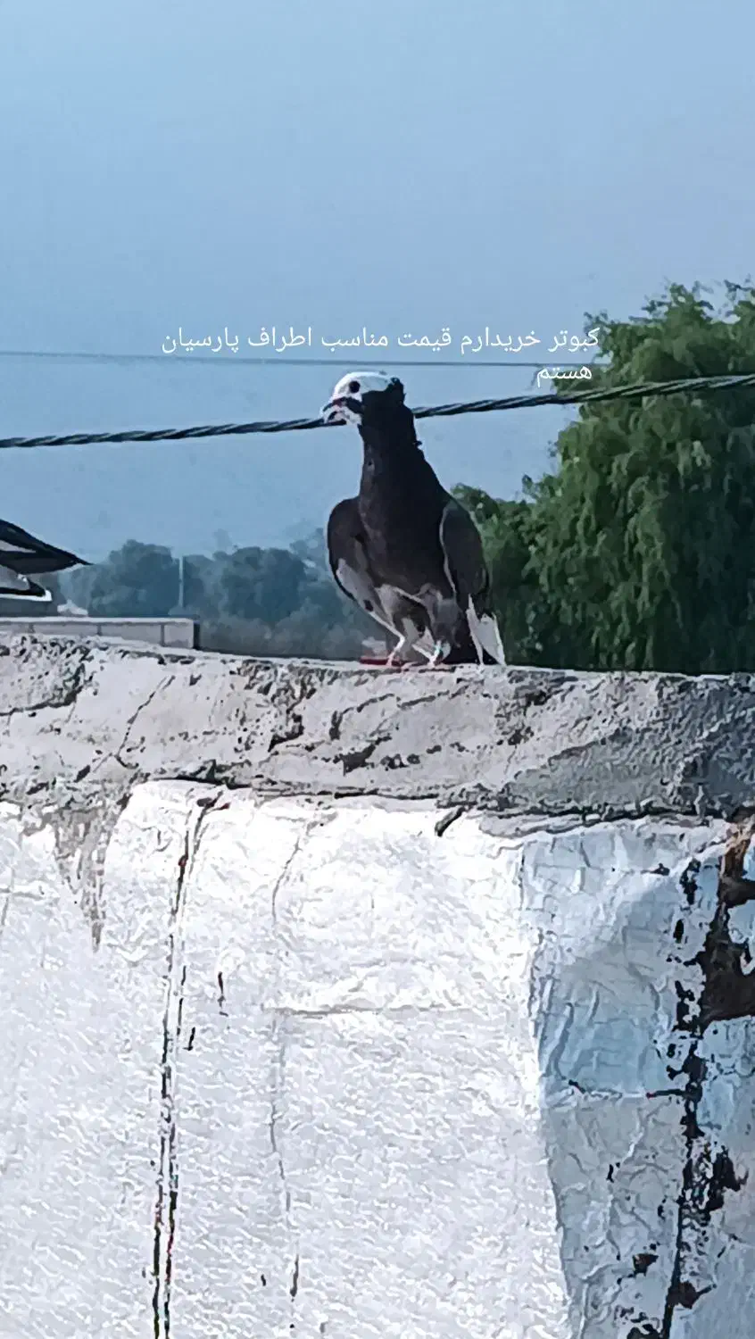 کبوتر|پرنده|لامرد, |دیوار