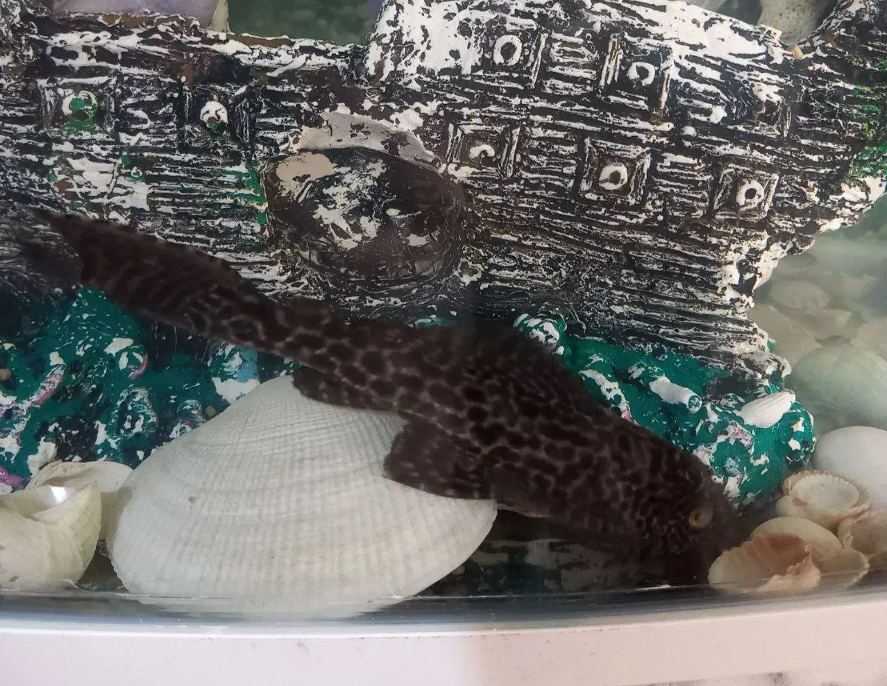 لجن خوار|ماهی|مشکین‌دشت, |دیوار