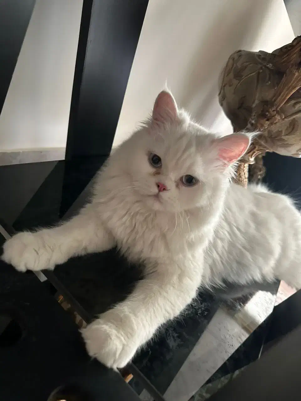 واگذاری دو عدد پرشین|گربه|یزد, |دیوار