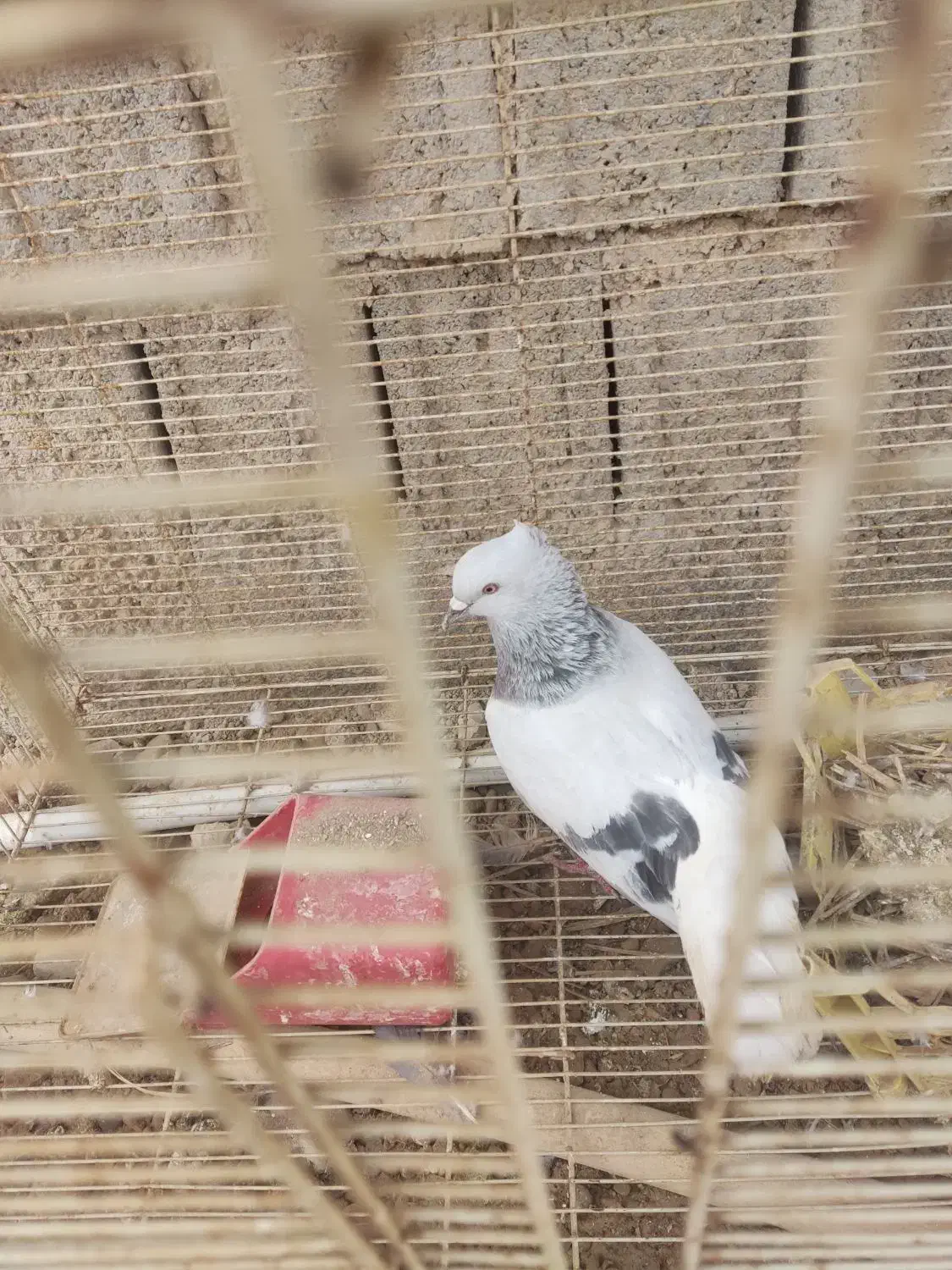 کبوتر شامی دم سفید|پرنده|برازجان, |دیوار